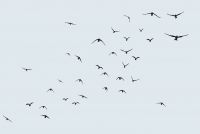 Fotografija: Shutterstock